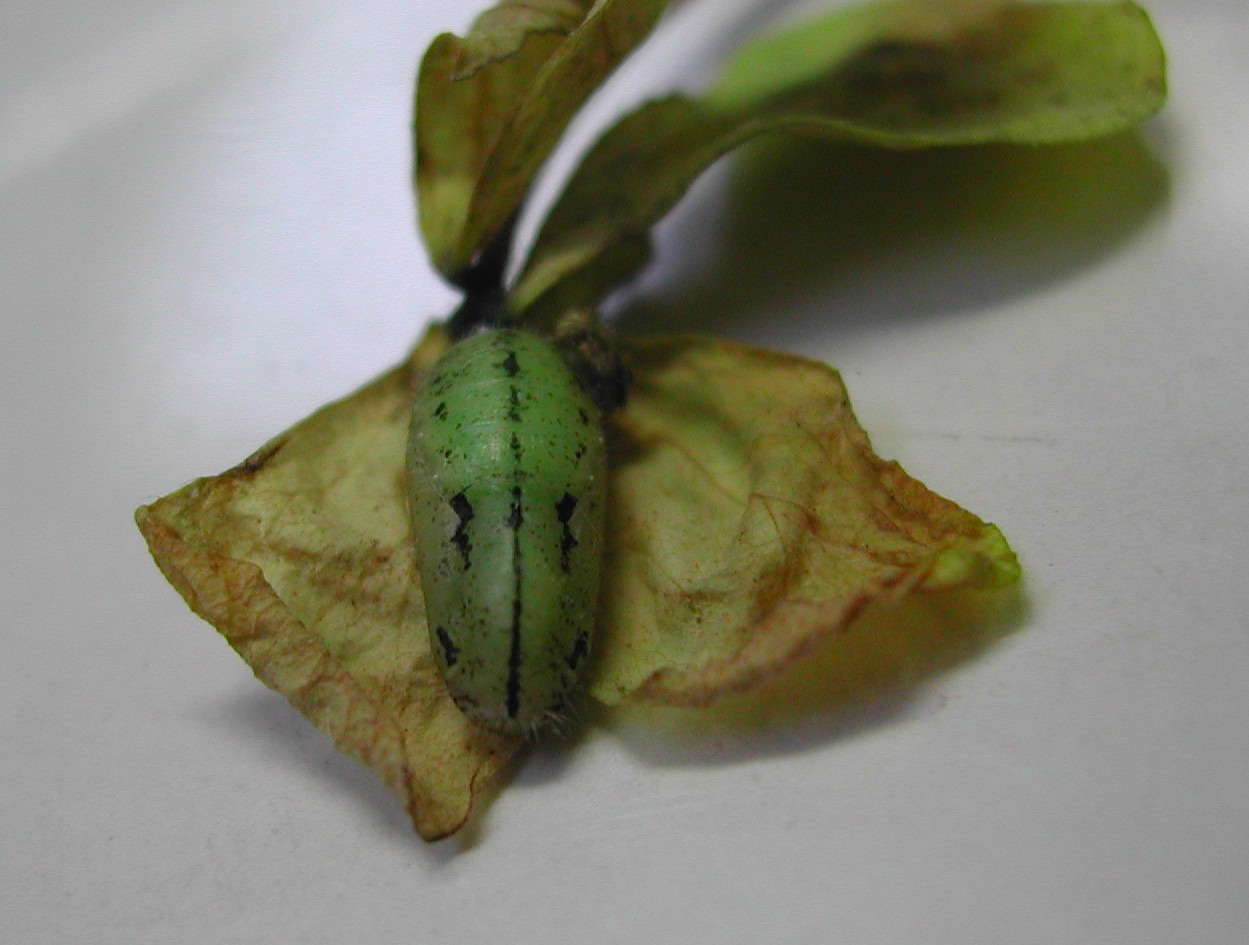 按此在新視窗瀏覽圖片