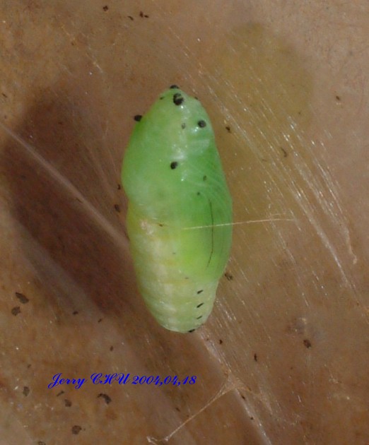 按此在新視窗瀏覽圖片