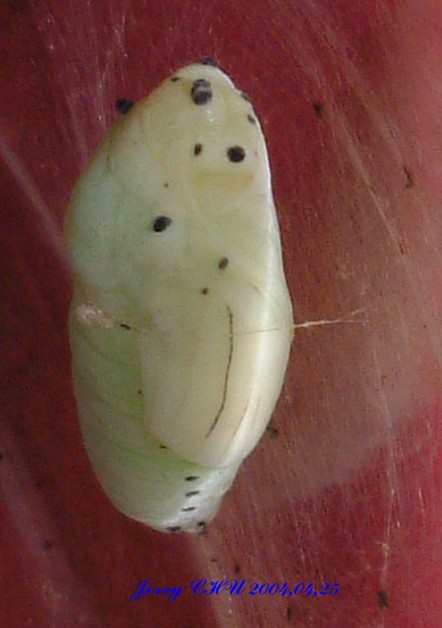 按此在新視窗瀏覽圖片