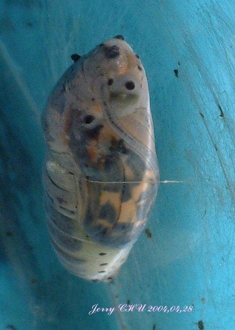 按此在新視窗瀏覽圖片