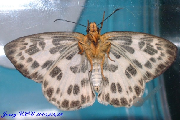 按此在新視窗瀏覽圖片