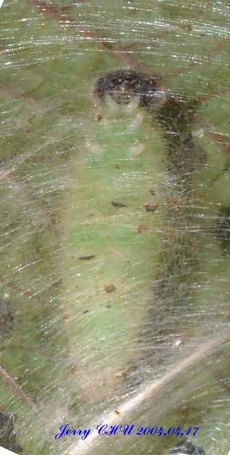 按此在新視窗瀏覽圖片