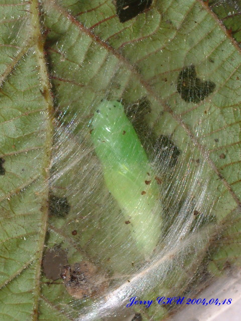 按此在新視窗瀏覽圖片