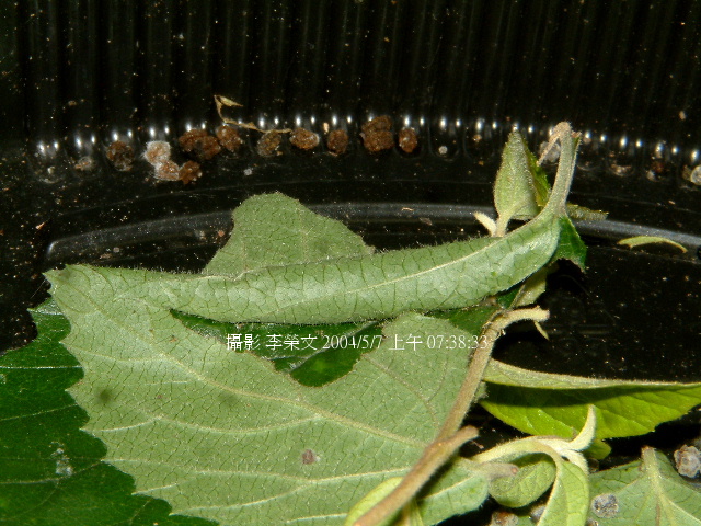 按此在新視窗瀏覽圖片