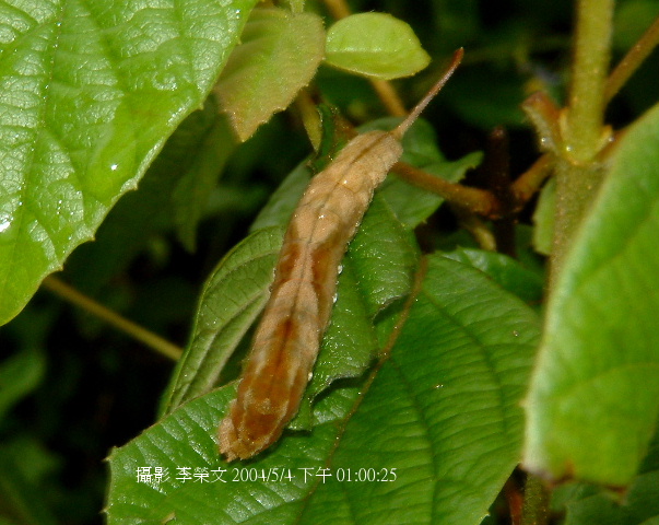 按此在新視窗瀏覽圖片