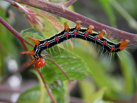 按此在新視窗瀏覽圖片