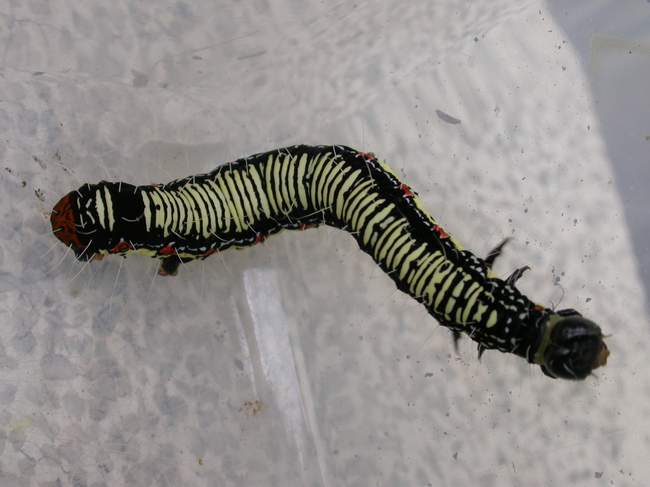 按此在新視窗瀏覽圖片