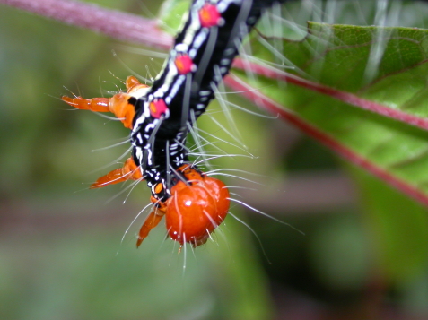 按此在新視窗瀏覽圖片