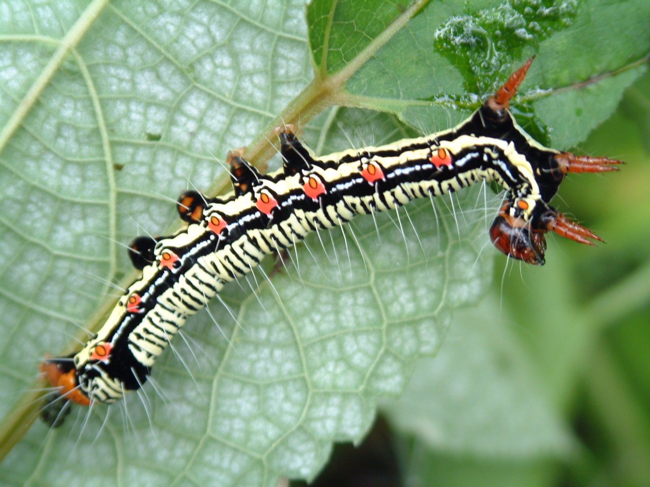 按此在新視窗瀏覽圖片