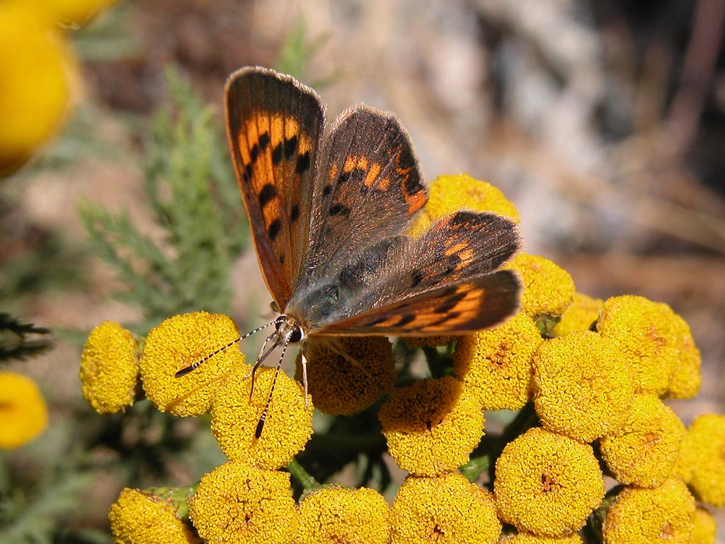 «ö¦¹¦b·sµøµ¡ÂsÄý¹Ï¤ù