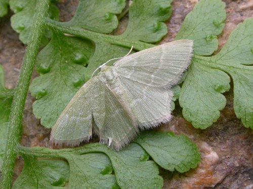 «ö¦¹¦b·sµøµ¡ÂsÄý¹Ï¤ù