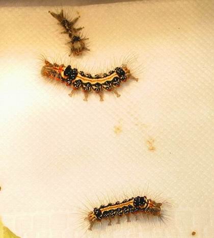 按此在新視窗瀏覽圖片