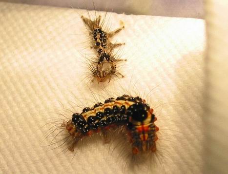 按此在新視窗瀏覽圖片