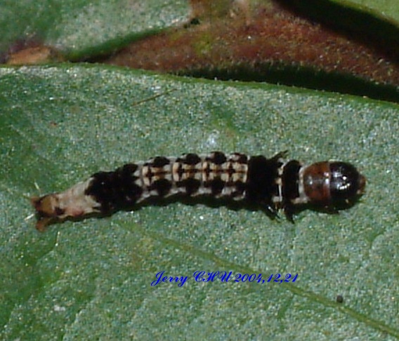 按此在新視窗瀏覽圖片