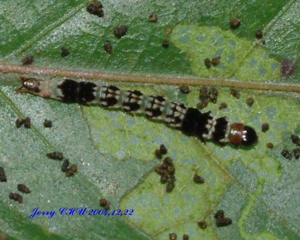 按此在新視窗瀏覽圖片