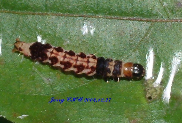 按此在新視窗瀏覽圖片