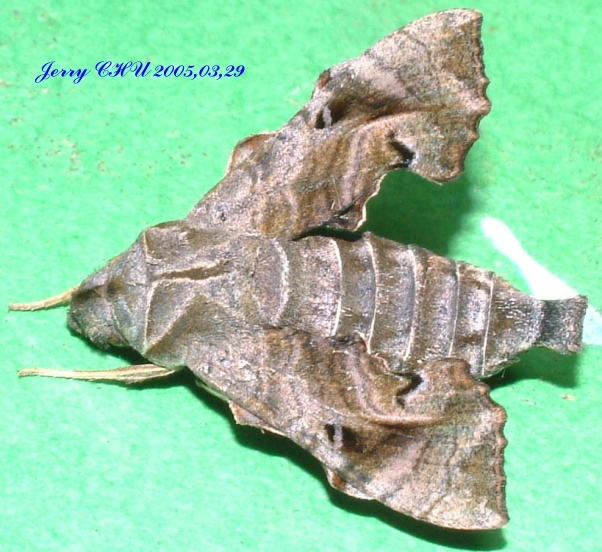 按此在新視窗瀏覽圖片