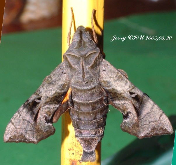 按此在新視窗瀏覽圖片