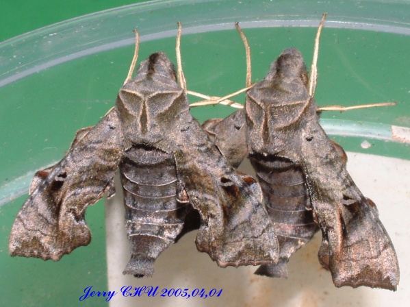 按此在新視窗瀏覽圖片