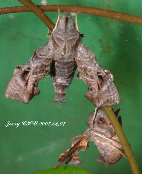 按此在新視窗瀏覽圖片