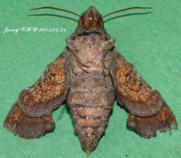 按此在新視窗瀏覽圖片