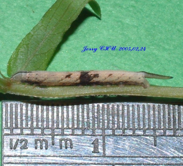 按此在新視窗瀏覽圖片