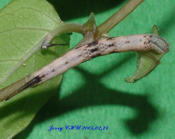 按此在新視窗瀏覽圖片