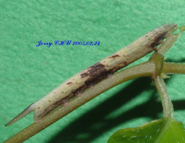 按此在新視窗瀏覽圖片