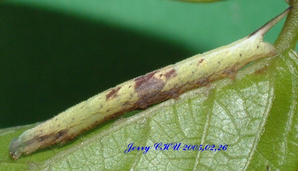 按此在新視窗瀏覽圖片