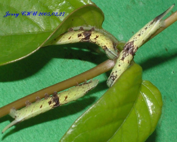 按此在新視窗瀏覽圖片