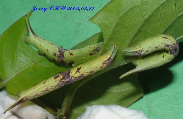 按此在新視窗瀏覽圖片