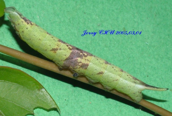 按此在新視窗瀏覽圖片