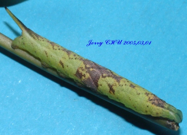 按此在新視窗瀏覽圖片