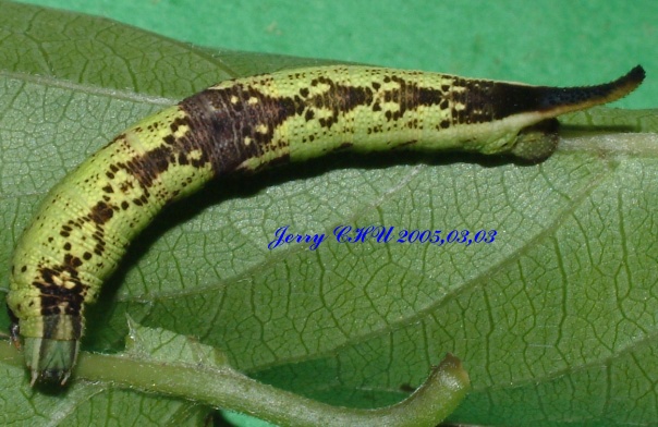 按此在新視窗瀏覽圖片