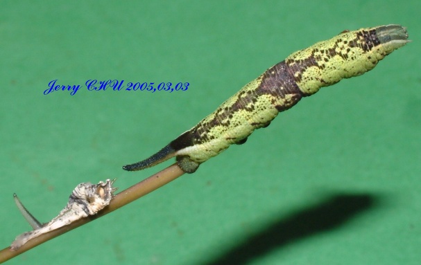 按此在新視窗瀏覽圖片