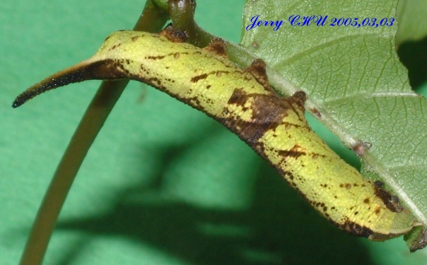 按此在新視窗瀏覽圖片