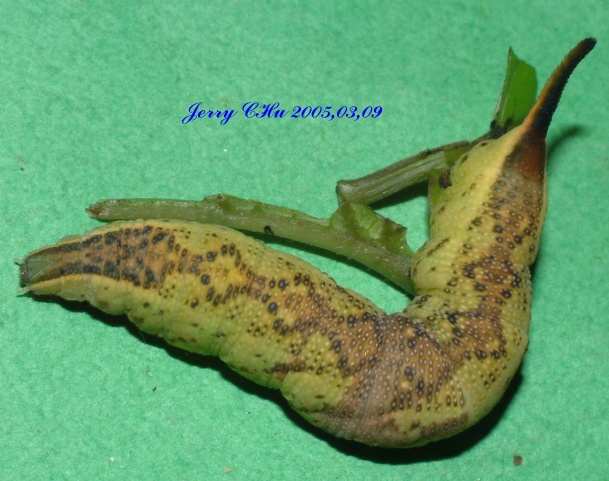 按此在新視窗瀏覽圖片