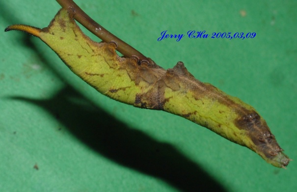 按此在新視窗瀏覽圖片