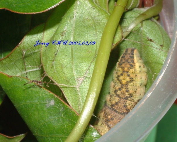 按此在新視窗瀏覽圖片