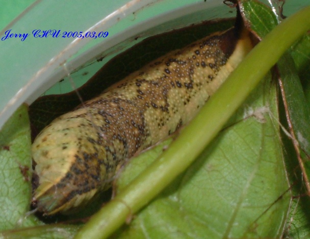 按此在新視窗瀏覽圖片