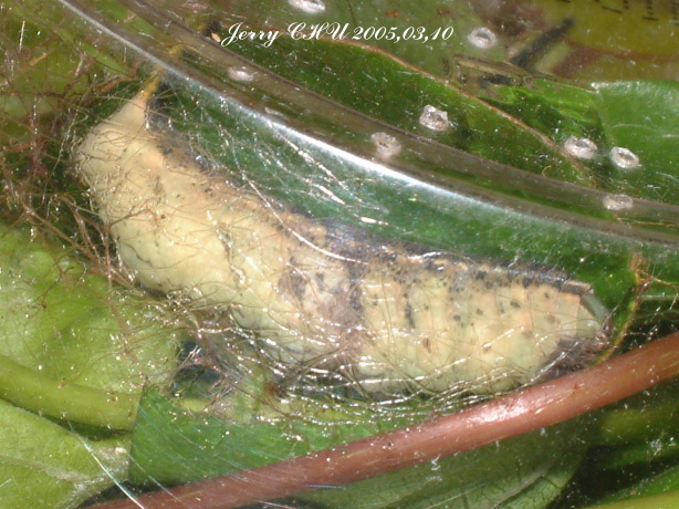 按此在新視窗瀏覽圖片