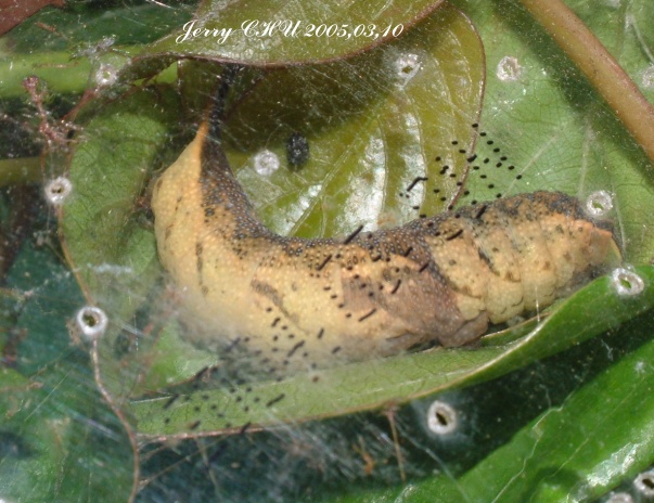 按此在新視窗瀏覽圖片