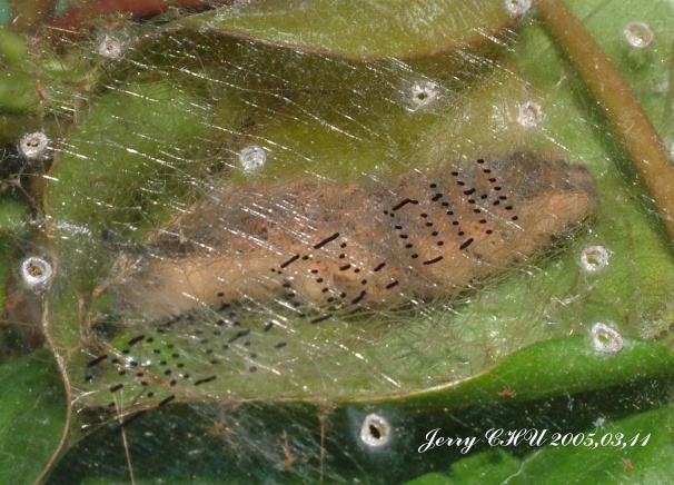 按此在新視窗瀏覽圖片