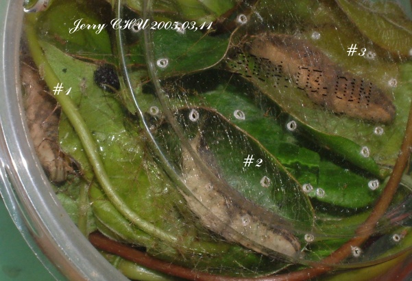 按此在新視窗瀏覽圖片