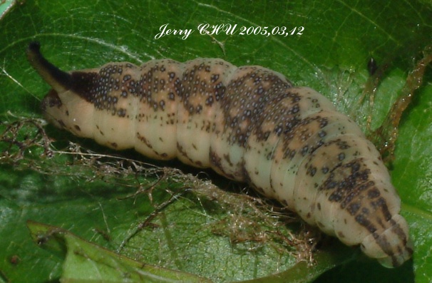 按此在新視窗瀏覽圖片