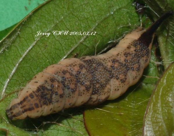 按此在新視窗瀏覽圖片