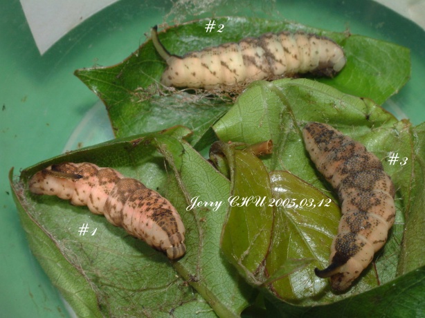 按此在新視窗瀏覽圖片