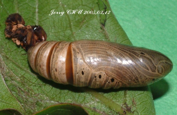 按此在新視窗瀏覽圖片