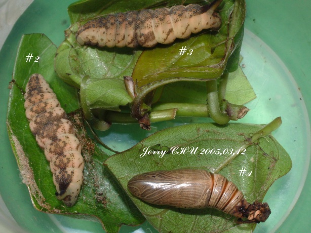 按此在新視窗瀏覽圖片