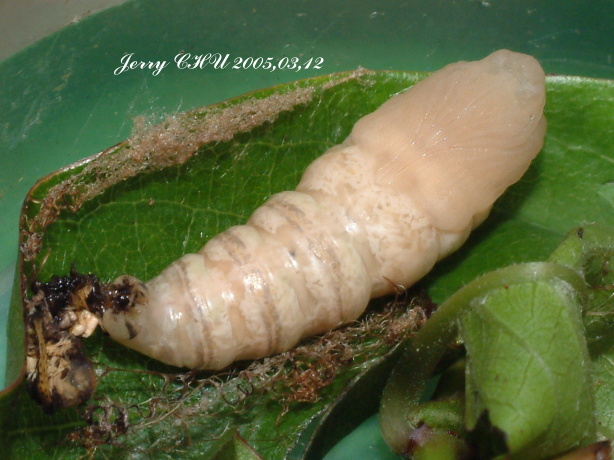 按此在新視窗瀏覽圖片